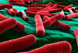 O corpo humano tem aproximadamente 40 trilhões de bactérias