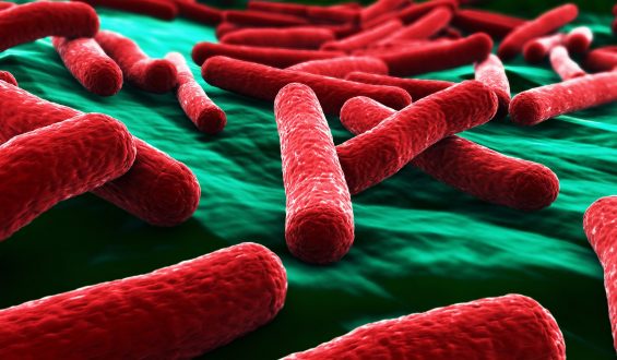 O corpo humano tem aproximadamente 40 trilhões de bactérias