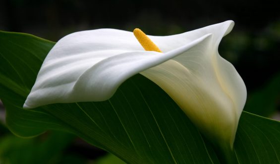 O clitóris tem o dobro de terminações nervosas que o pênis