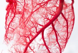Alinhadas, as veias do corpo humano dariam mais de 2 voltas em torno da Terra