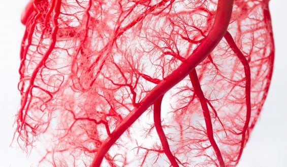 Alinhadas, as veias do corpo humano dariam mais de 2 voltas em torno da Terra