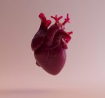 Saiba mais sobre a bradicardia, tipo de arritmia em que o coração bate devagar