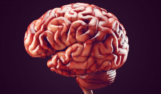 Nosso cérebro tem mais de 600 km de vasos sanguíneos