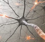 Intestino tem, em média, 500 milhões de neurônios