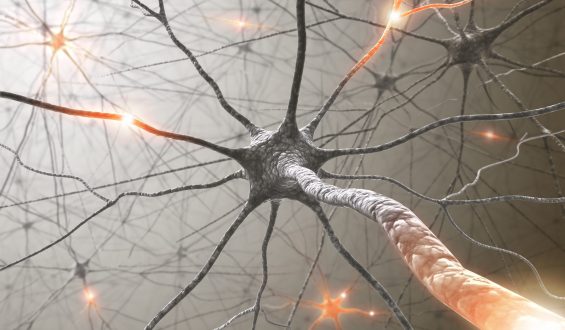 Intestino tem, em média, 500 milhões de neurônios