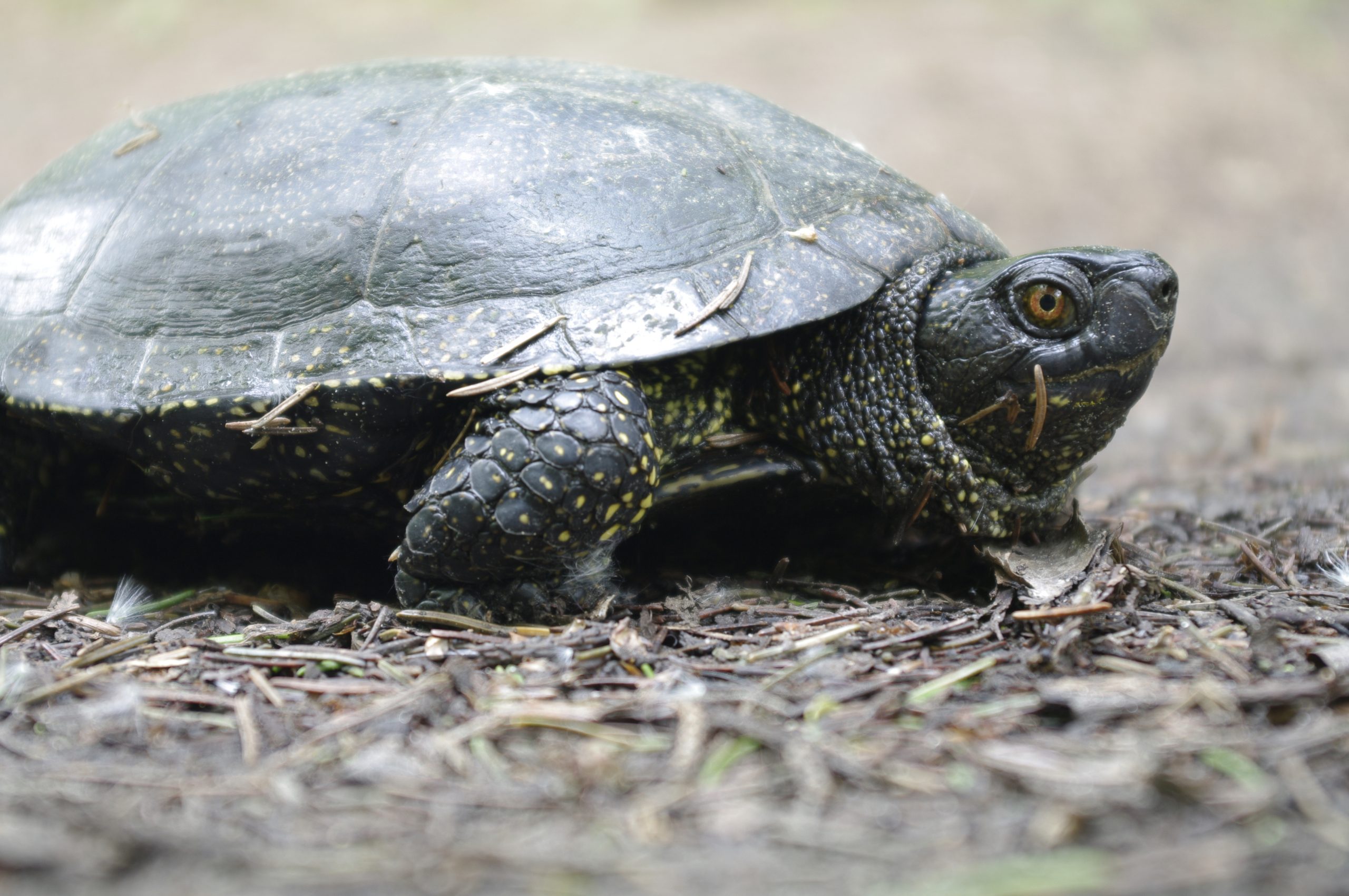 Sim, é possível que o pênis realmente encolha no frio