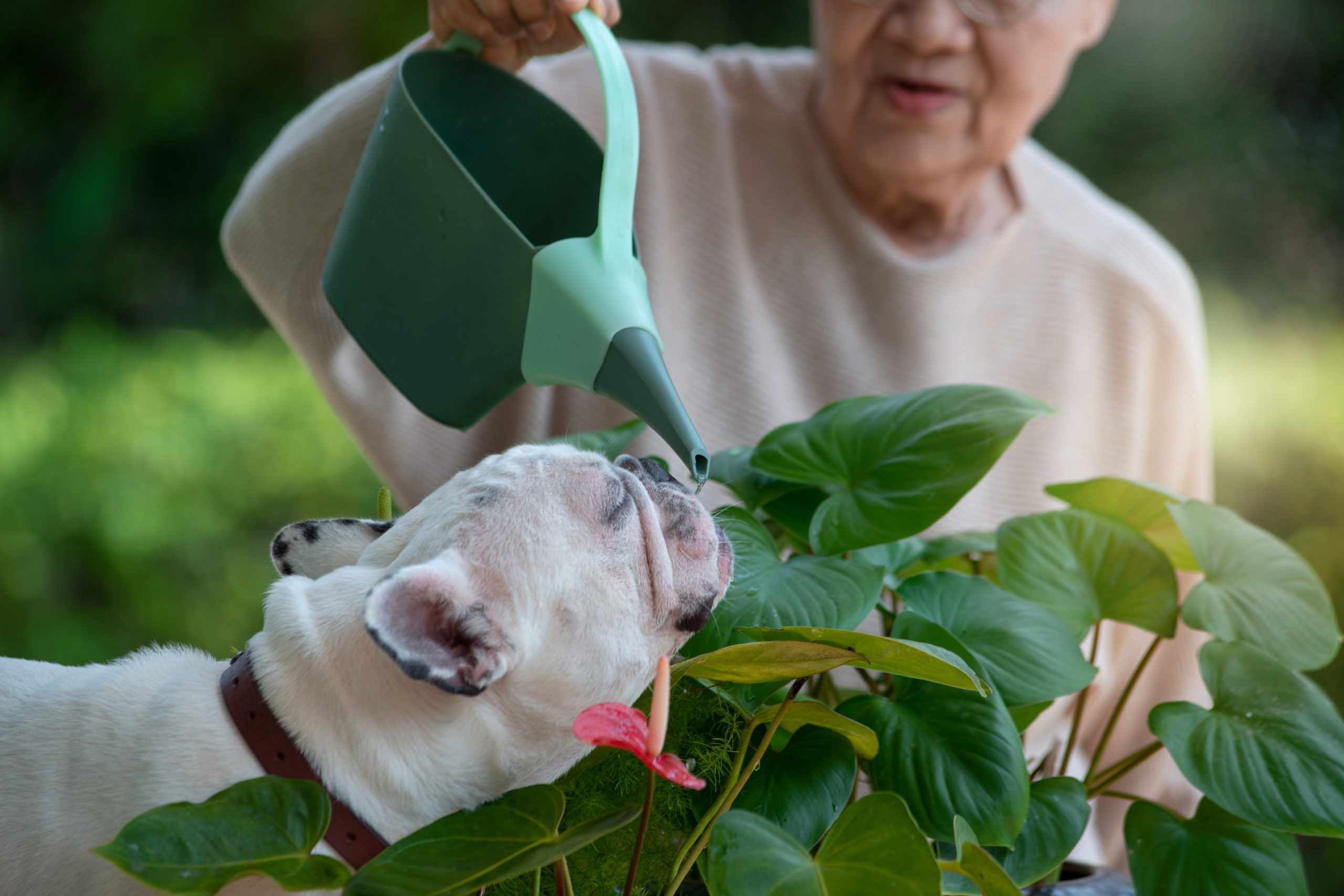 Ter um pet traz benefícios para a saúde mental