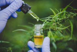 Canabidiol: o que é e quais as principais indicações terapêuticas?