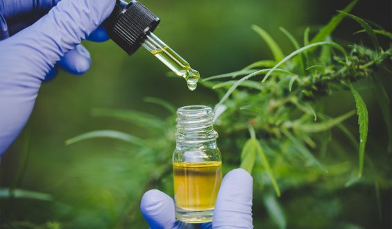 Canabidiol: o que é e quais as principais indicações terapêuticas?
