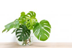 Plantas que não devemos ter em casa
