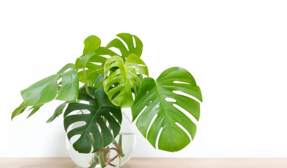 Plantas que não devemos ter em casa