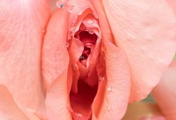Formatos de vulva