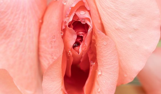 Formatos de vulva