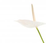 Você sabia que o clítoris não para de crescer?