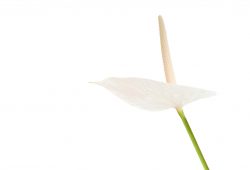 Você sabia que o clítoris não para de crescer?