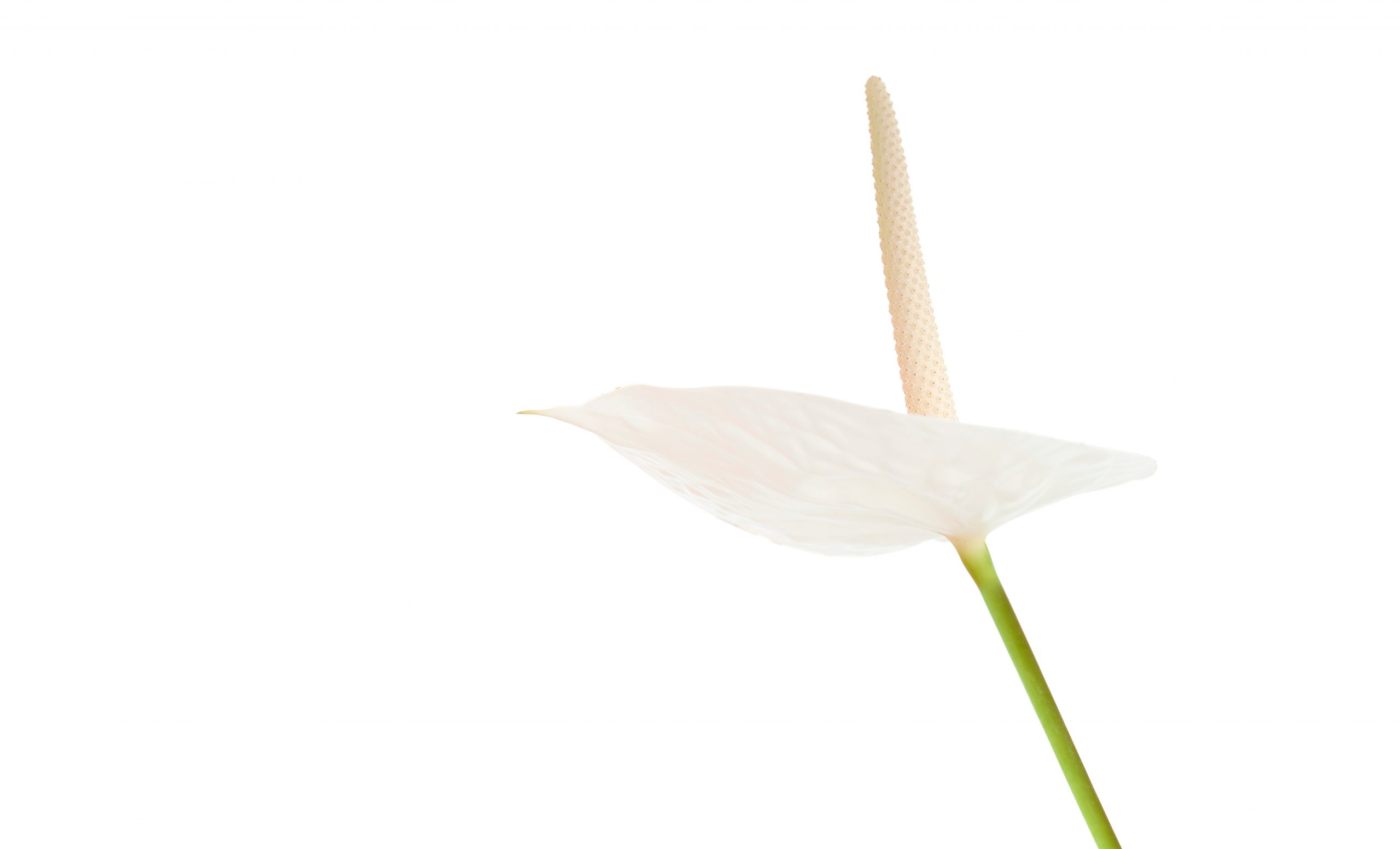 Você sabia que o clítoris não para de crescer?