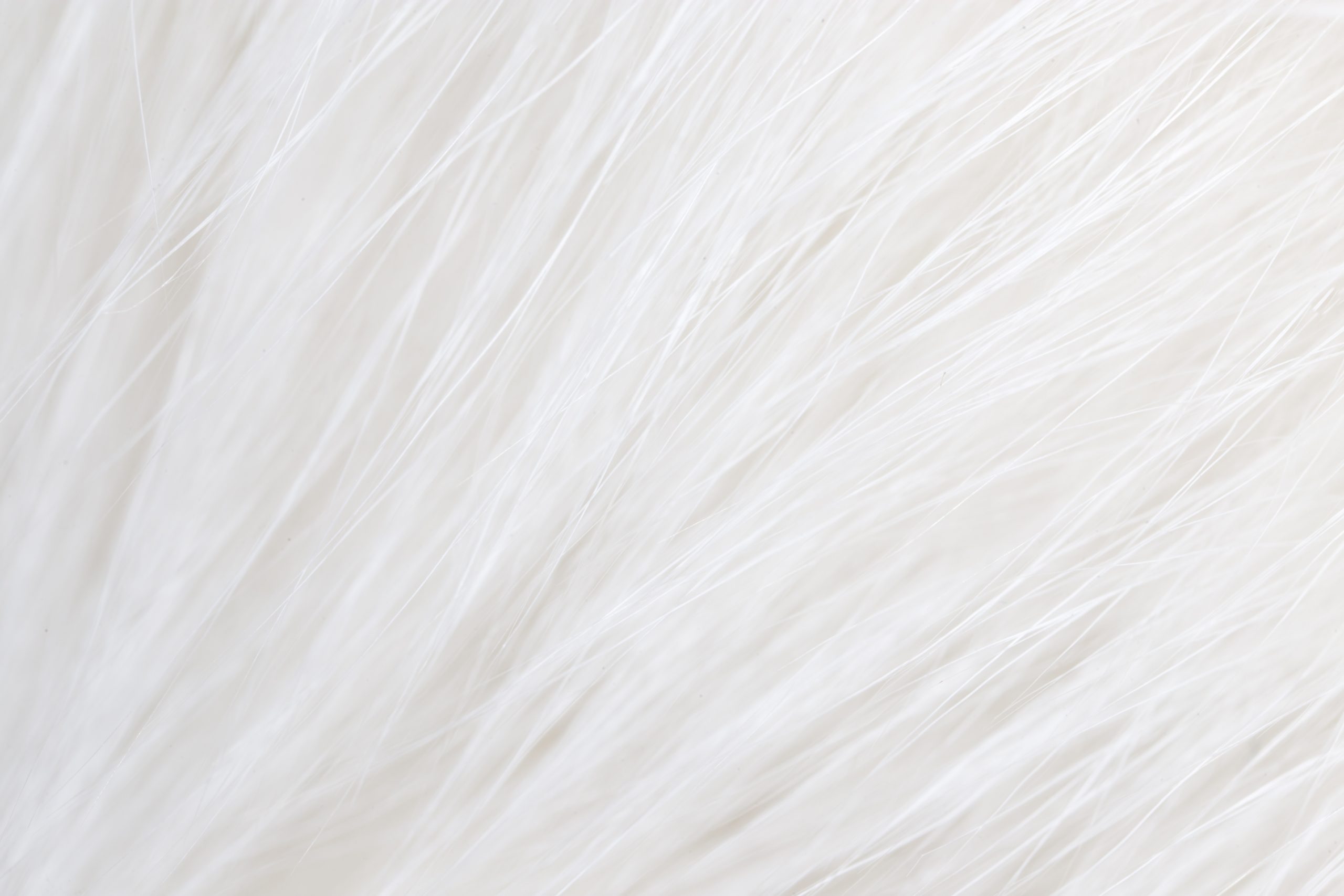 Por que nossos cabelos ficam brancos?