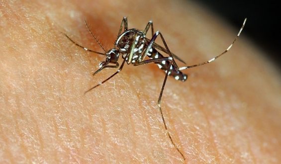 Nova vacina contra dengue, Qdenga começa a ser aplicada
