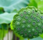 Tripofobia: Saiba o que é