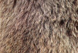 Regiões inusitadas onde crescem pelos