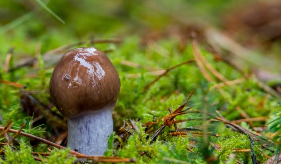 Os segredos da Glande