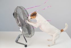 Qual a temperatura do seu humor?