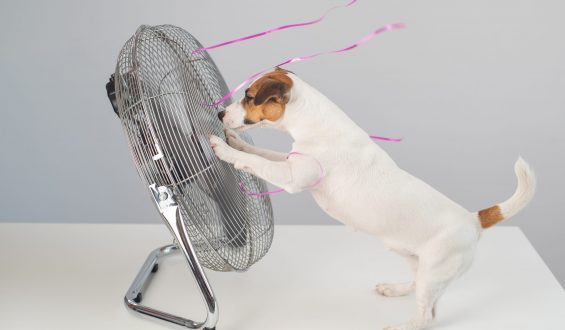 Qual a temperatura do seu humor?