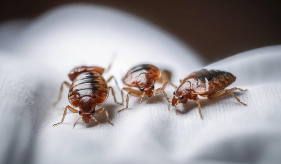 Qual a forma correta de matar insetos?