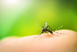 Conheça os tipos de vírus da dengue e os sintomas
