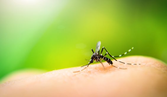 Conheça os tipos de vírus da dengue e os sintomas