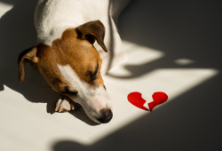 Caso Joca – O luto sobre a perda animais de estimação