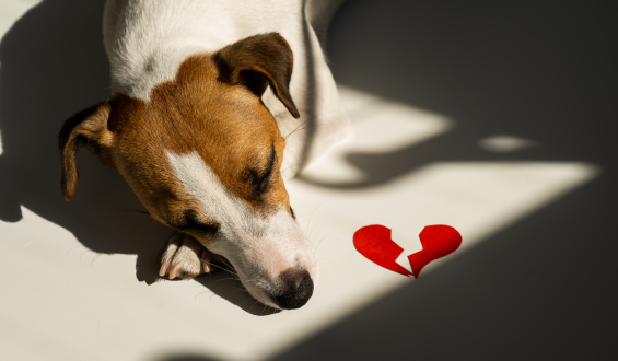 Caso Joca – O luto sobre a perda animais de estimação
