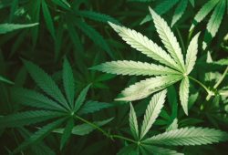 Cânhamo: Whey Protein de maconha. A super proteína é a bola da vez!