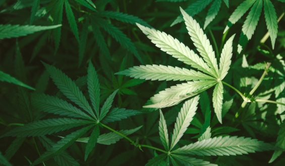Cânhamo: Whey Protein de maconha. A super proteína é a bola da vez!