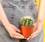 Existem hemorroidas internas e externas?