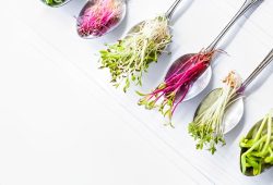 Com até 40 vezes mais nutrientes que as verduras, conheça os microverdes