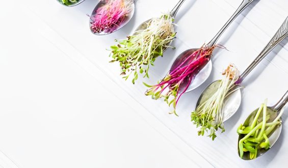 Com até 40 vezes mais nutrientes que as verduras, conheça os microverdes
