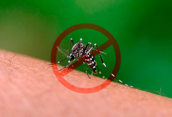 Dia Nacional de Combate à Dengue reforça importância de ações preventivas