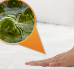 Ácaros em colchões e travesseiros, quais são os riscos?