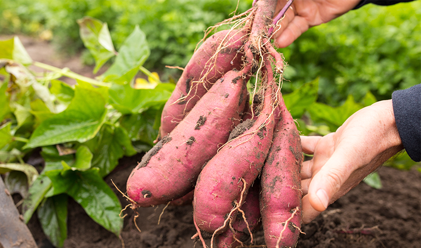 Conheça o poder dos tubérculos
