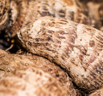 Cará: O que é? Faz bem para a saúde?