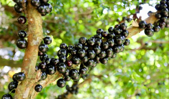 Fruta brasileira é considerada a 10ª melhor do mundo saiba qual é