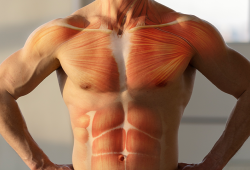 Hipertrofia muscular: como funciona?