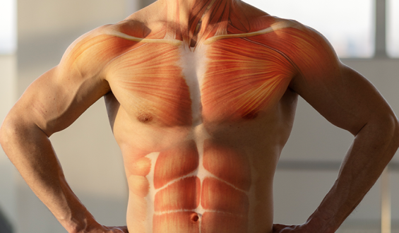 Hipertrofia muscular: como funciona?