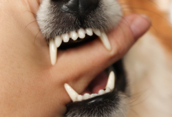 Mordidas de animais de estimação podem causar infecções e até cirurgia na mão