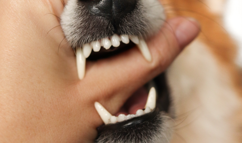 Mordidas de animais de estimação podem causar infecções e até cirurgia na mão