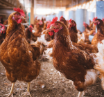 Brasil confirma primeiro caso de gripe aviária em granja comercial e acende alerta para saúde pública e setor produtivo