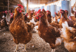 Brasil confirma primeiro caso de gripe aviária em granja comercial e acende alerta para saúde pública e setor produtivo