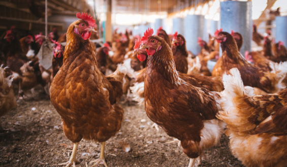 Brasil confirma primeiro caso de gripe aviária em granja comercial e acende alerta para saúde pública e setor produtivo