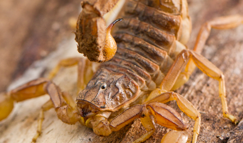 Picadas de escorpião crescem de forma silenciosa e pesquisas indicam mais de 2 milhões de novos casos até 2033